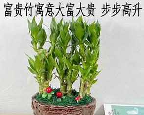 节节高养殖技巧有哪些？养殖过程中应注意什么问题？