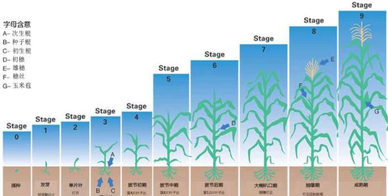 节节高浇水时间是什么时候？如何正确进行浇水？