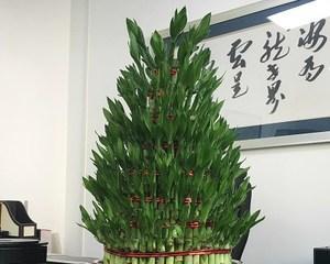 节节高是什么植物？它有哪些独特的生长特性？