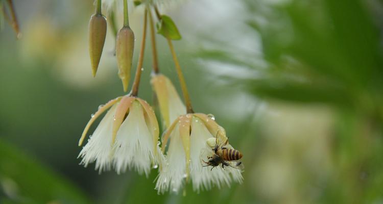 杜英花的花语是什么？如何用杜英花表达爱意？