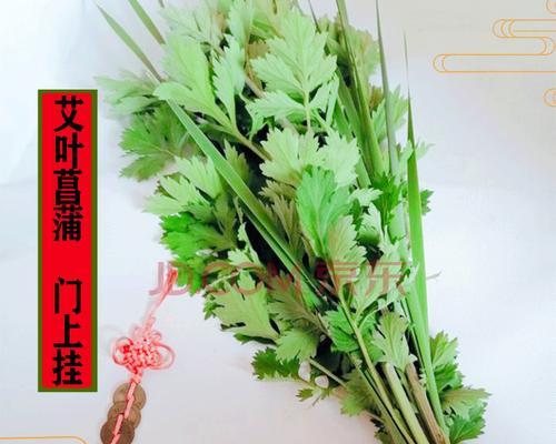 端午节挂艾草有什么寓意？艾草的象征意义是什么？