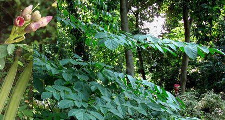 节节花的功效与作用是什么？如何正确使用节节花？