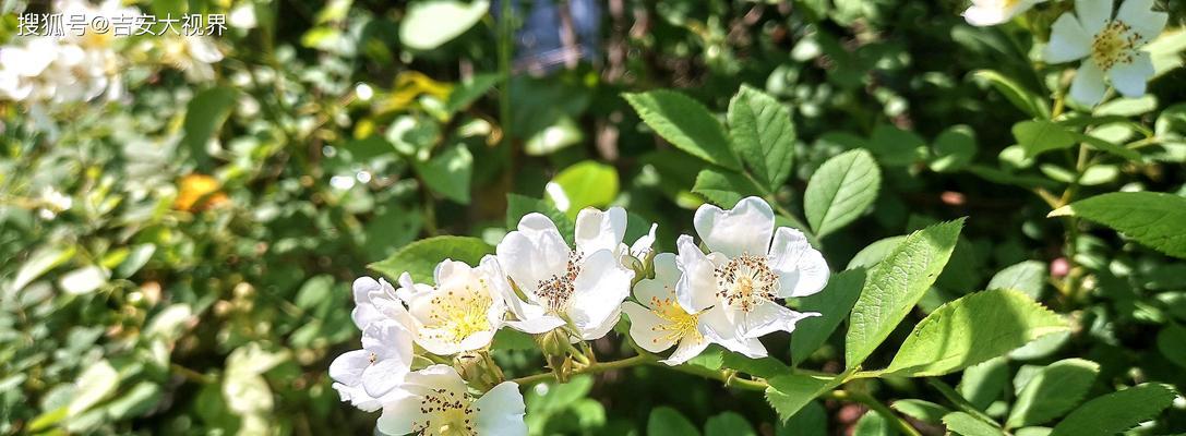 繁缕花花语是什么意思？它代表了哪些含义？