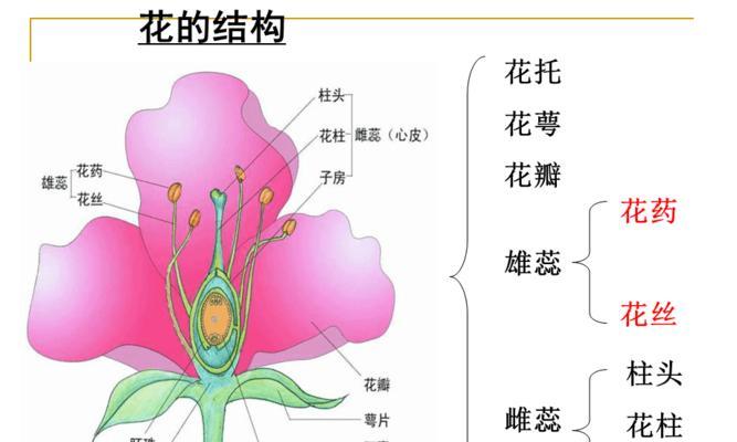 结爱月季的优缺点是什么？购买前需要了解哪些信息？