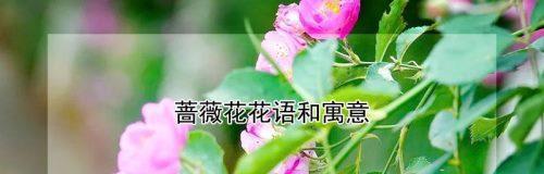 粉红蔷薇花花语是什么？黄色蔷薇花花语又代表什么？