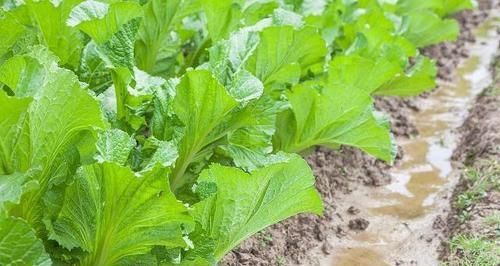 芥菜什么时候种植最好？种植芥菜有哪些技巧？