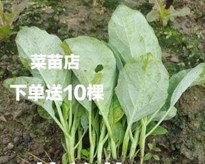 芥蓝种植的最佳时间是什么时候？如何进行有效管理？