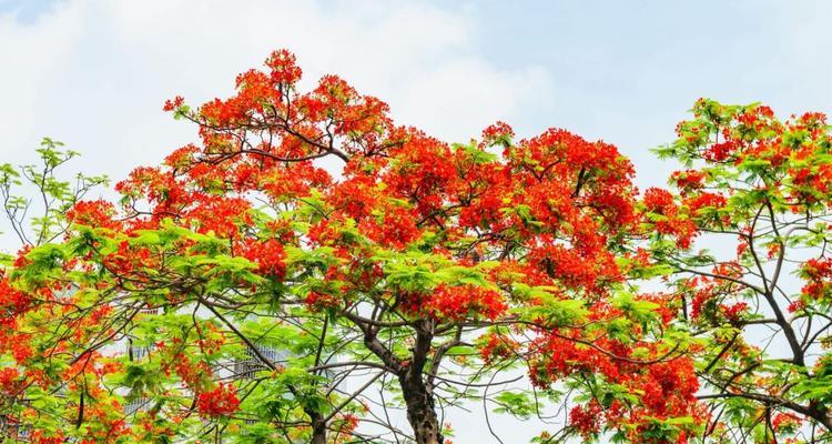 凤凰花象征什么？它的花语和文化意义是什么？