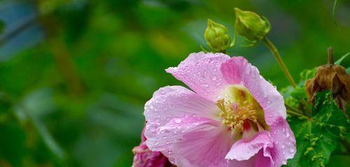 芙蓉花的寓意是什么？芙蓉花象征着什么含义？