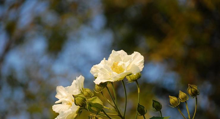 芙蓉花的花语有哪些含义？