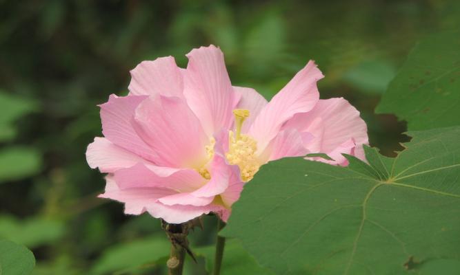 芙蓉花的花语是什么？芙蓉花寓意着什么？