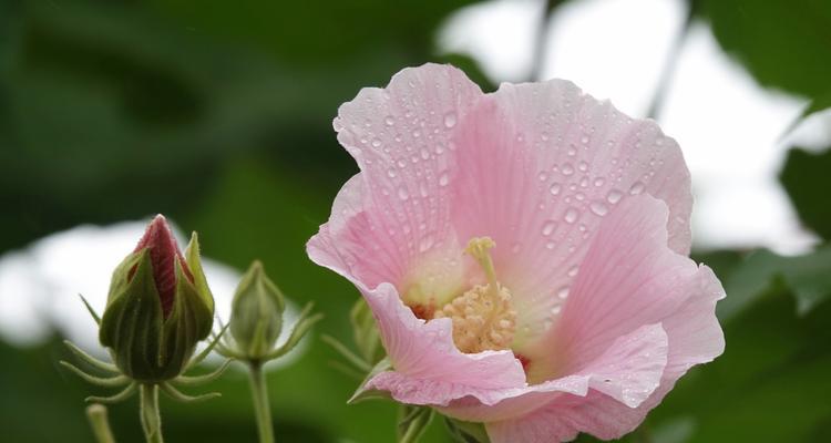 芙蓉花的花语是什么？芙蓉花代表什么意义？