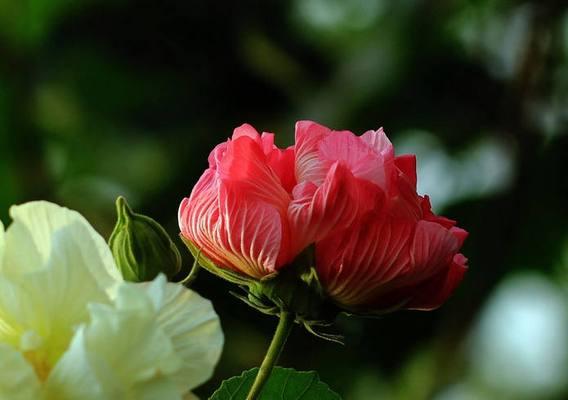 芙蓉花象征什么？芙蓉花的花语和文化意义是什么？