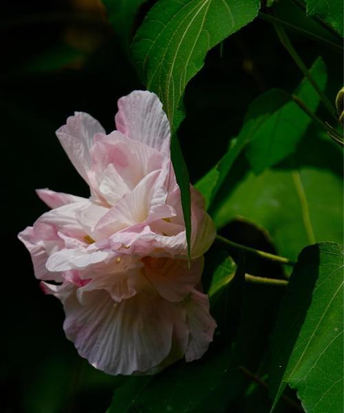 芙蓉花语是什么意思？芙蓉花代表了哪些美好寓意？