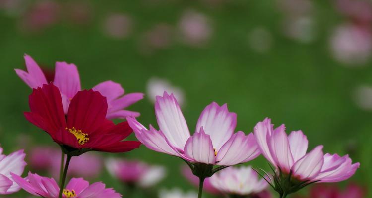 格桑花的寓意是什么？如何正确理解格桑花的象征意义？