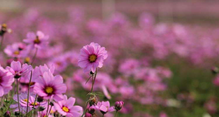 格桑花花语是什么？格桑花寓意有哪些常见问题？