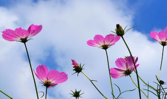 格桑花花语是什么？格桑花寓意有哪些常见问题？