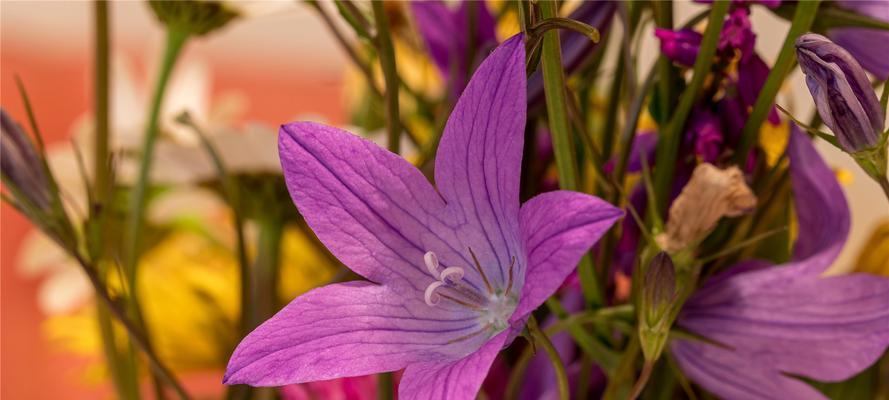 桔梗花有哪些颜色？不同颜色的桔梗花代表什么花语？