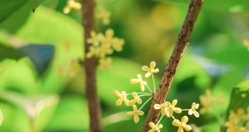 桂花的花语是什么？如何用桂花表达情感？