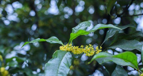 桂花的花语是什么？如何用桂花表达情感？