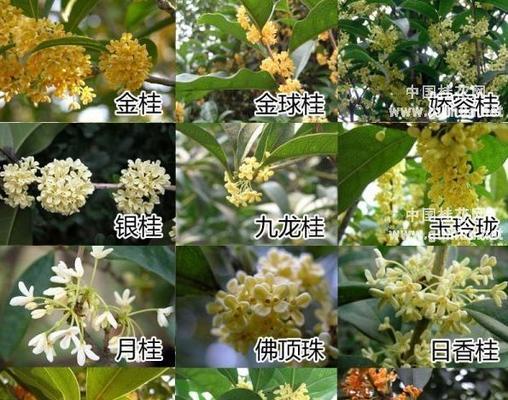 桂花花语是什么？桂花的寓意和象征有哪些？