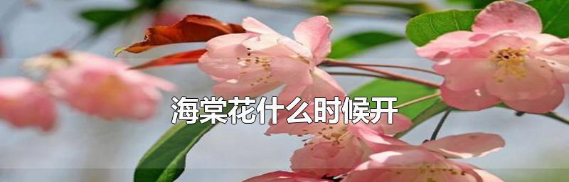 海棠花代表的花语是什么？如何用海棠花表达情感？