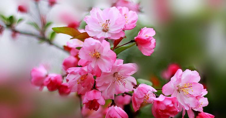 海棠花代表的花语是什么？如何用海棠花表达情感？