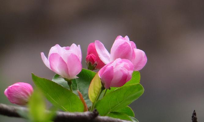 海棠花的花语是什么？如何用海棠花表达情感？