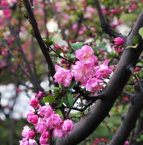 海棠花象征着什么？海棠花的寓意和特点是什么？