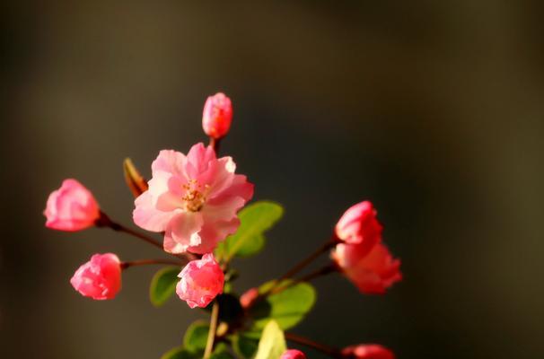 海棠花开代表什么寓意？如何理解海棠花的象征意义？