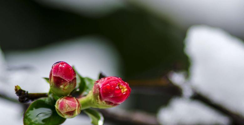 海棠花象征着什么品格？如何理解其独特的花语含义？