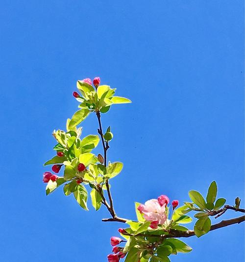 海棠花代表什么意思？海棠花的象征意义有哪些？