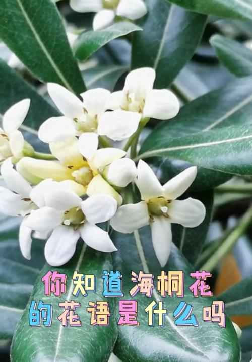 海桐花的花语是什么？如何用海桐花表达情感？