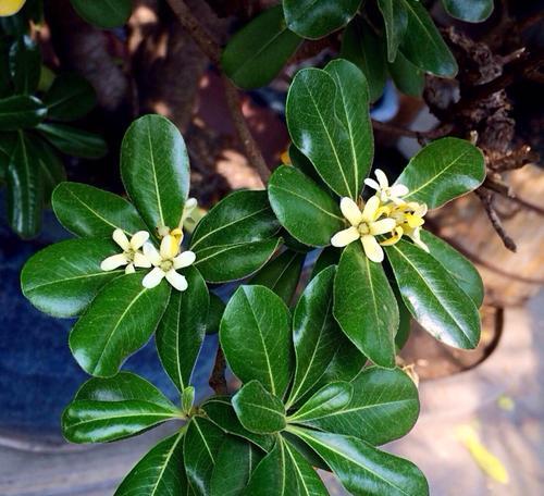 海桐花语是什么？海桐花代表的含义有哪些？