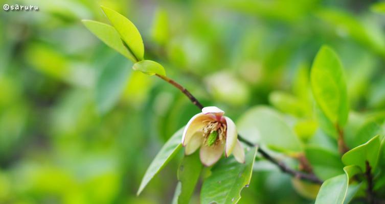 含笑花代表什么？含笑花的花语有哪些含义？