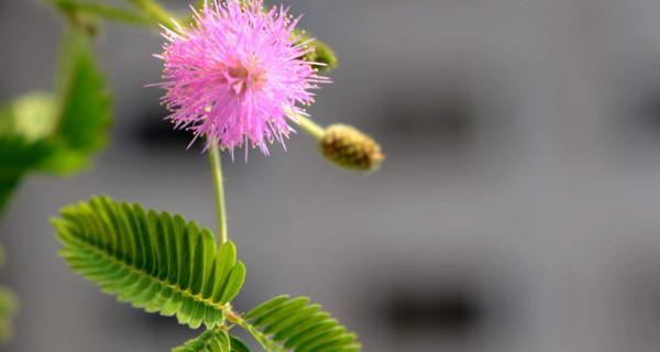 含羞草的花语是什么？含羞草寓意着什么？