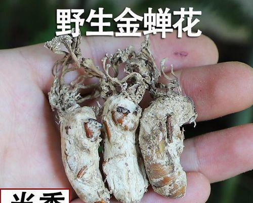 金蝉花又叫什么花？金蝉花的别名有哪些？