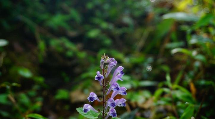 韩信草的花语是什么？如何正确解读韩信草的含义？