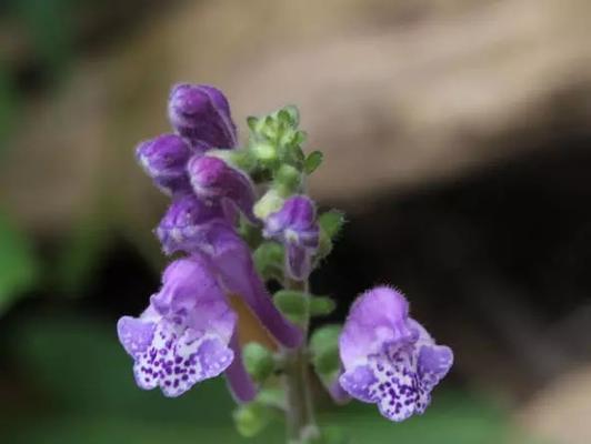 韩信草的花语是什么？如何正确解读韩信草的含义？