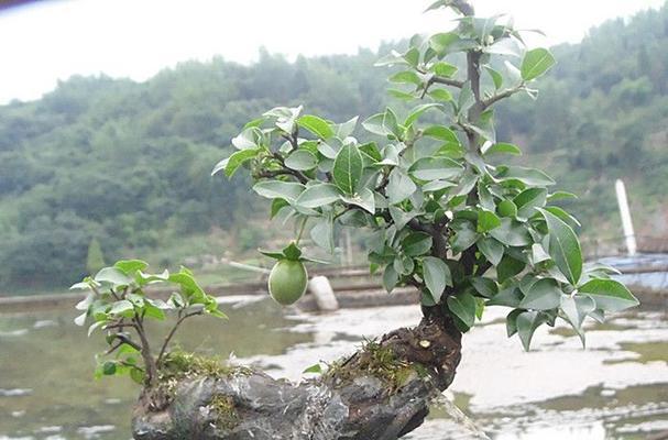 金弹子主要产自哪些地区？如何辨别真伪？