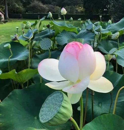 荷花象征着什么人？荷花的寓意和象征意义是什么？