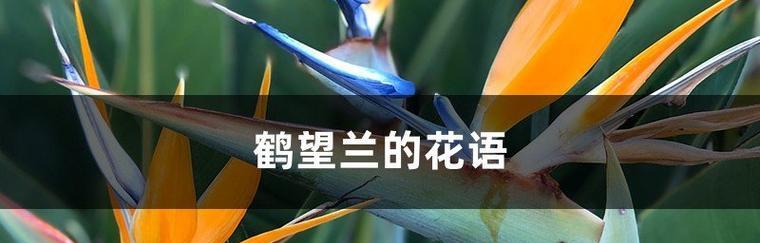 鹤望兰的花语是什么？如何用它表达爱意？