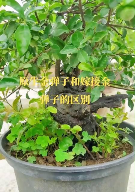 金弹子芽接的最佳时机是什么时候？有哪些高效技术方法？