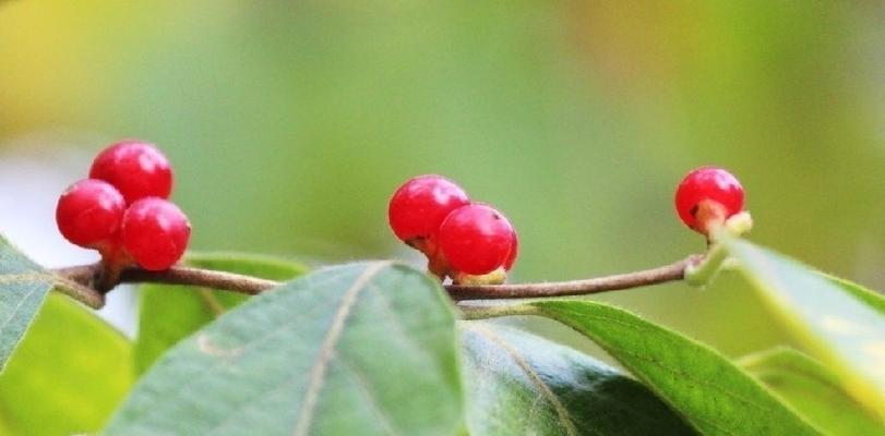 红豆花的花语是什么？如何用红豆花表达爱意？