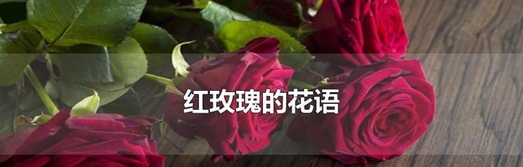 红玫瑰代表什么？红玫瑰花语有哪些含义？