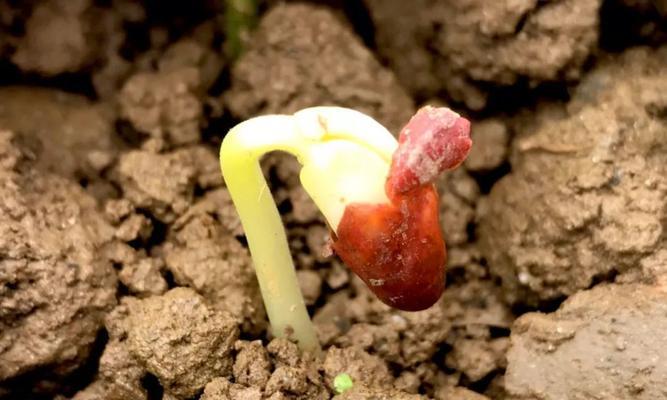 金豆几月开花结果？什么时候开花结果？