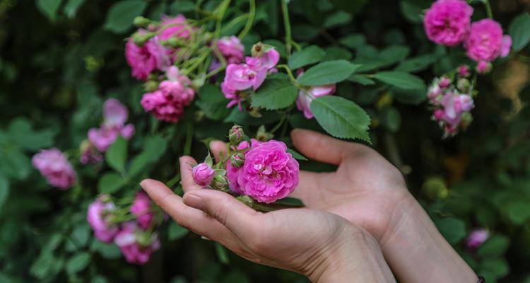 红蔷薇的花语有哪些含义？