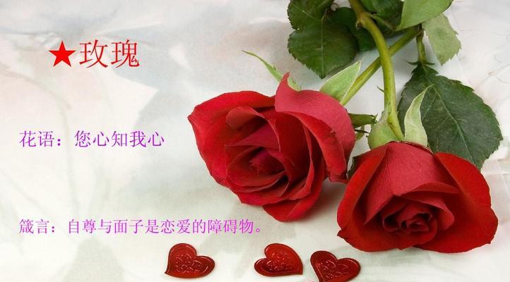 红色玫瑰花代表什么？红色玫瑰花的花语含义是什么？