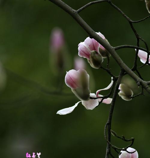 红玉兰花花语是什么？如何用红玉兰花表达爱意？