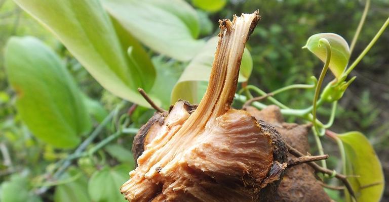 金刚藤是什么植物？它的特点和用途有哪些？